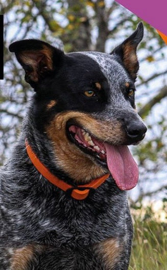 Dog-Streamz Smart Band