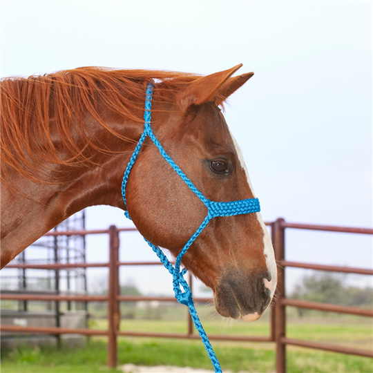 Colored mule tape halter with lead