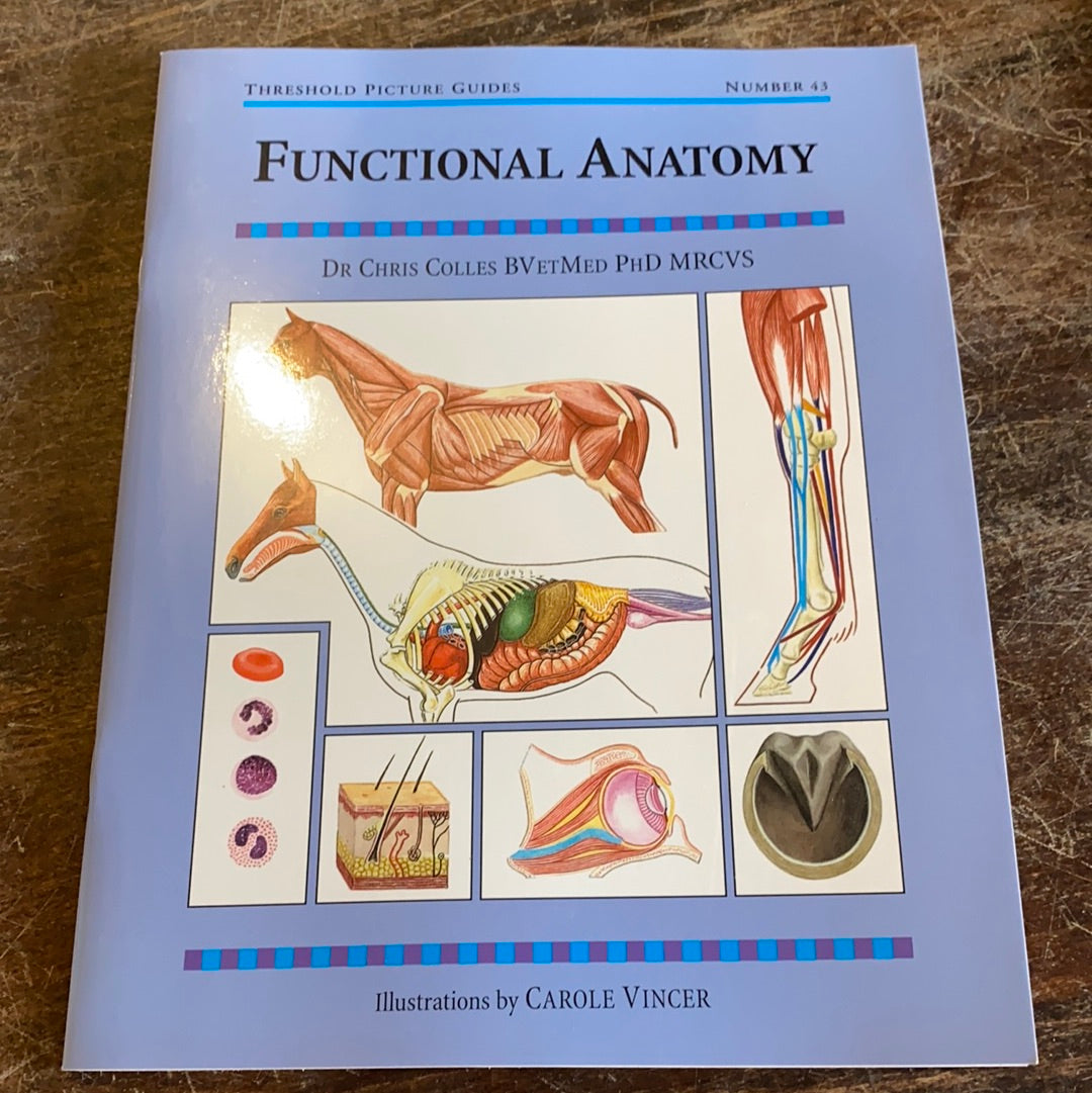 Functional Anatomy